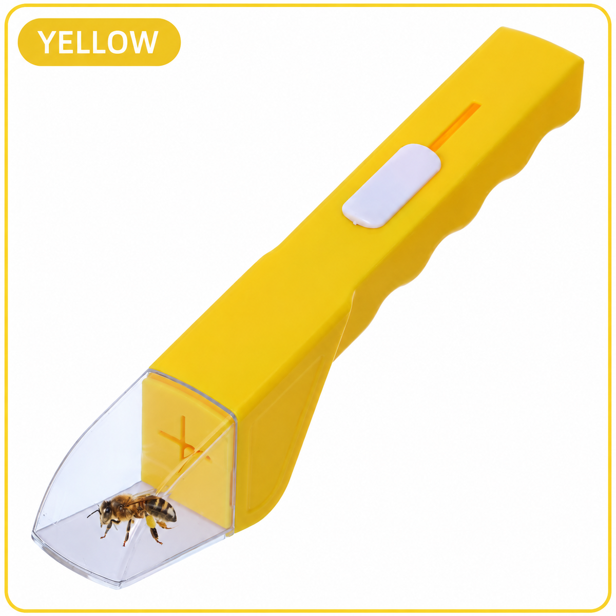 Catch & View Insect Explorer